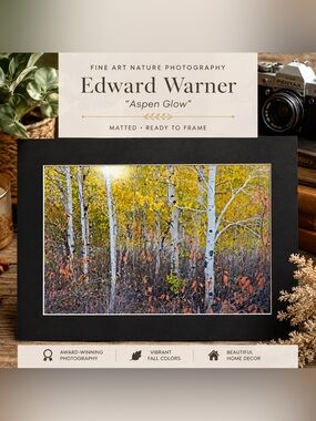 “Aspen Glow” – Edward Warner Fine Art Nature Photography